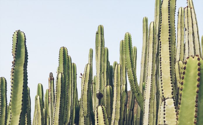 ¿Cómo hacer cuadros de cactus vivos?